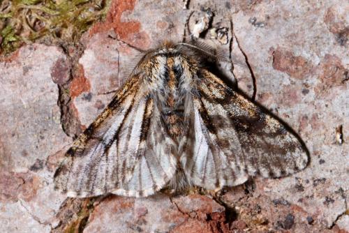 Lycia pomonaria
